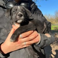 Kai, chien à adopter