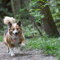 Żanka, suczka do adopcji