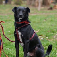 Ajkon, pies do adopcji