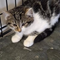 Drożdżówka, kotka do adopcji