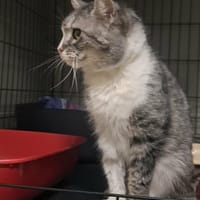 Fryderyk, kot do adopcji