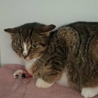 Poezja, kot do adopcji