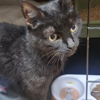 Maja, kotka do adopcji