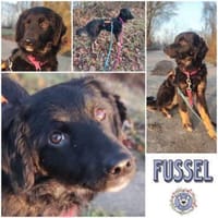 FUSSEL *ich geh mit Dir wohin Du willst, Hündin zur Adoption