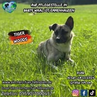 TIGER WOODS - charmant und lebenslustig, Hund zur Adoption