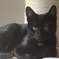 Klein♥Luno♥wartet schon in 22143 Hamburg, Kater zur Adoption