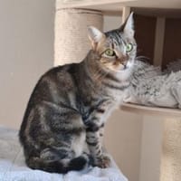 Opera ❤ ruhiges Zuhause für scheue Maus, Katze zur Adoption