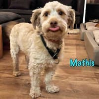 NOTFALL Mathis DRINGEND Körbchen gesucht, Hund zur Adoption