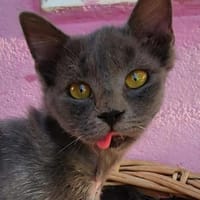 Junger, süßer Kater Tom, Kater zur Adoption