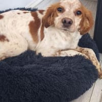 Ida und Pablo, Hund zur Adoption