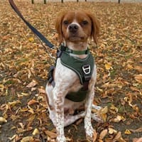 Viento - Zuhause gesucht, Hund zur Adoption