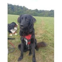 Princess - wartet in 99310 Arnstadt, Hündin zur Adoption