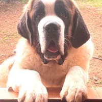 DRAGO - ein junger Bernhardiner ......, Hund zur Adoption