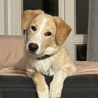 Luke sucht sein Zuhause, Hund zur Adoption