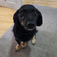 Thora hofft auf ihre neue Chance, Hündin zur Adoption