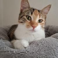 Jade - fröhliche verspielte Schmusebacke, Katze zur Adoption