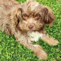 Heidi - kl.Hund mit grossem Herz, Hündin zur Adoption