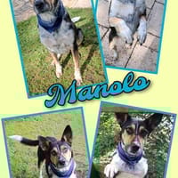 Manolo- wartet in München auf Dich!, Hund zur Adoption