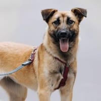 Mint, sportlicher Sonnenschein, Hündin zur Adoption