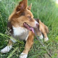 DALI -  SOS - süßer kleiner Knopf, Hund zur Adoption