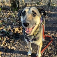 Medea sucht ihr Zuhause, Hündin zur Adoption