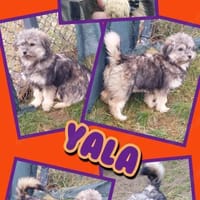 Welpenmädchen Yala auf Pflegestelle, Hündin zur Adoption