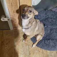 NERO = klug + lernfreudig 🆘‼🆘‼, Hund zur Adoption