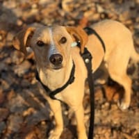 Kiani,50cm sucht ihre Familie, Hündin zur Adoption