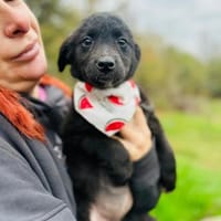 Pudelmix-Mädchen MAKEDA sucht 1 Zuhause, Hündin zur Adoption