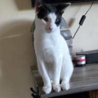 Leo auf PS in Olfen, Kater zur Adoption