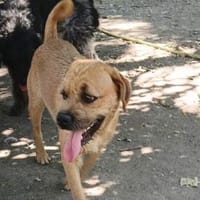 Jack freut sich auf die Welt, Hund zur Adoption