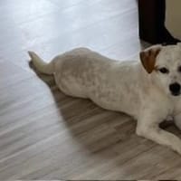 Carla in 86420 Diedorf zur Pflege, Hündin zur Adoption