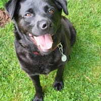 Black - Vermittlungshilfe, Hund zur Adoption