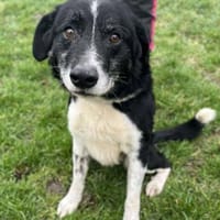 Rinti, Hund zur Adoption