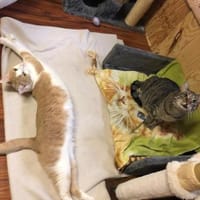 Zwei Seelen auf Samtpfoten, Katze zur Adoption