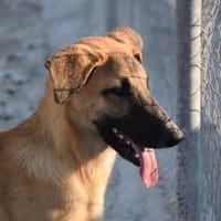 Bola braucht ein Zuhause Ho, Hund zur Adoption