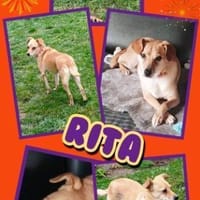 liebe Hündin Rita auf Pflegestelle, Hündin zur Adoption