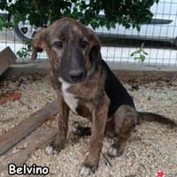 BELVINO, Hund zur Adoption