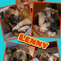 Lenny wartet in Nürnberg auf DICH, Hund zur Adoption