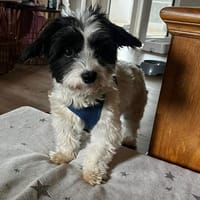 Tina, Hündin, ca. 1 Jahr, Hündin zur Adoption