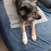 Traumhund BEAUTY, Hündin zur Adoption
