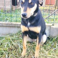 Nelli sucht Kuscheldecke, Hündin zur Adoption