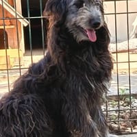 Pisci sucht endlich ihre Familie, Hündin zur Adoption