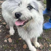 Momo, suche Anschluß, Hündin zur Adoption