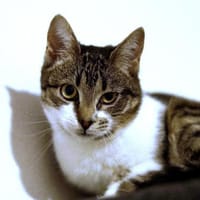 Ariel auf PS Herdecke, Katze zur Adoption