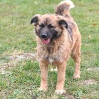 Ani sucht ihre Familie, Hündin zur Adoption