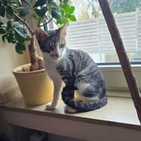 Jake auf PS in Olfen, Kater zur Adoption