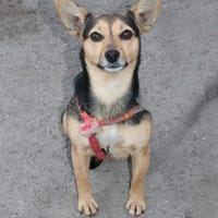 Ein Weihnachtswunder für Jess gesucht!, Hündin zur Adoption