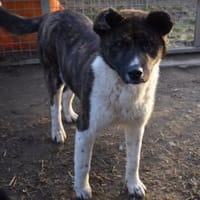 Árész - ängstliches Bärchen, Hund zur Adoption