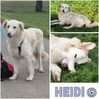 HEIDI -berührende Seelenhündin-, Hündin zur Adoption